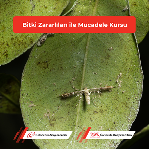 Bitki Zararlıları ile Mücadele Kursu