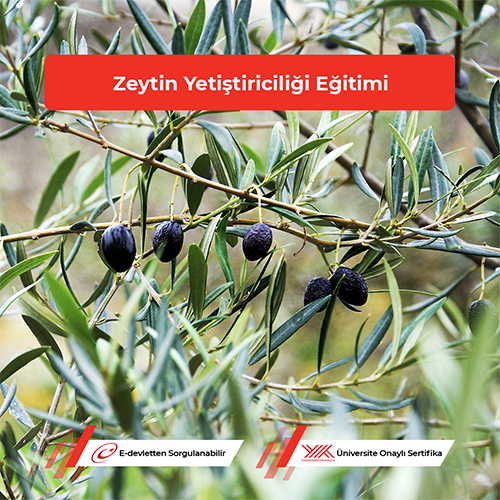 Zeytin Yetiştiriciliği Eğitimi